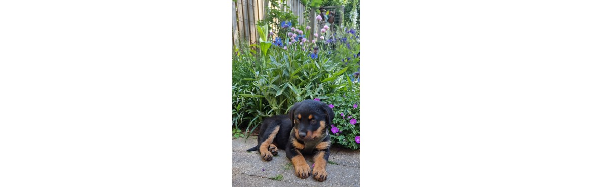Puppy's